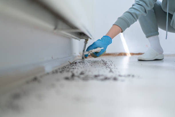 Best Rat Extermination Near Me  in Bryan, TX