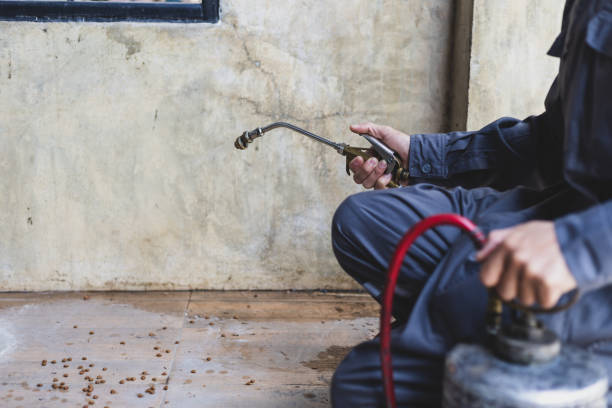 Best Flea Control Services  in Bryan, TX